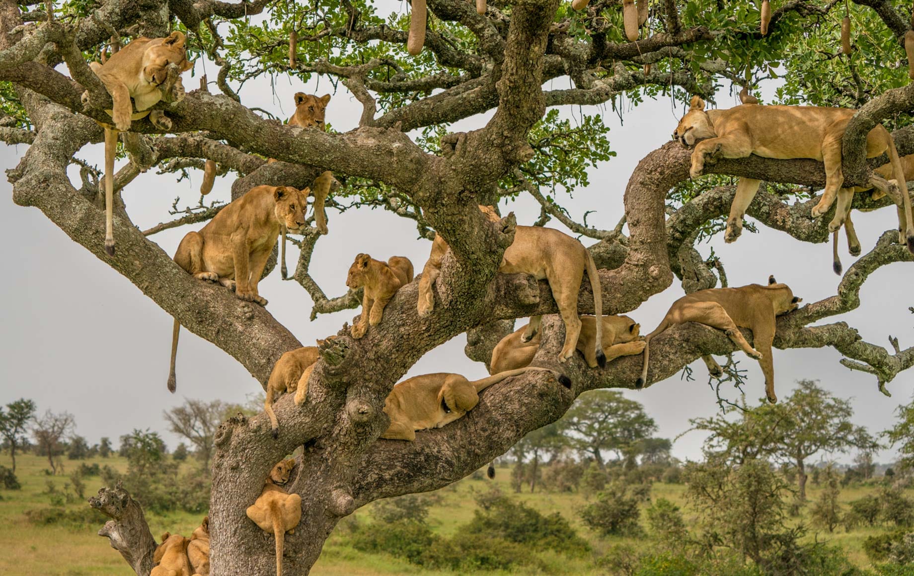 Safari chronicles – Whispers of the Serengeti