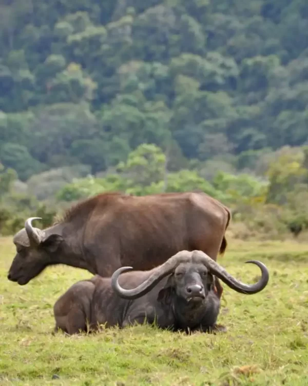 Arusha National Park