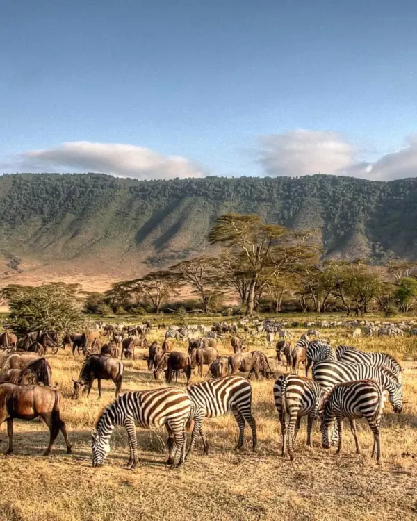 Best time to go to the Serengeti