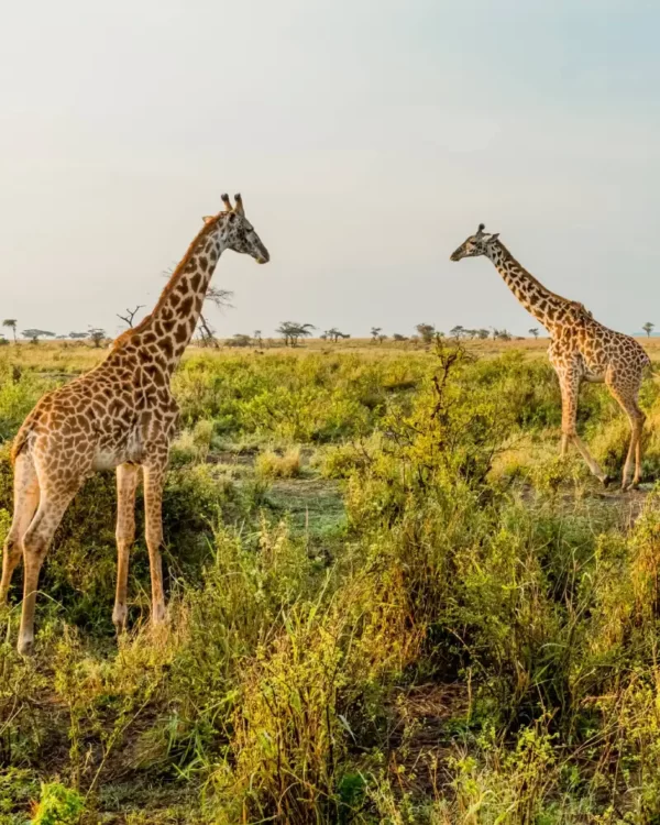 When is the best time for a safari in Tanzania?