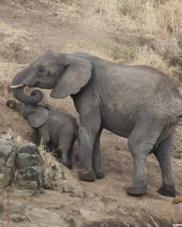 What is the best time of the year to go on a safari in Tanzania?