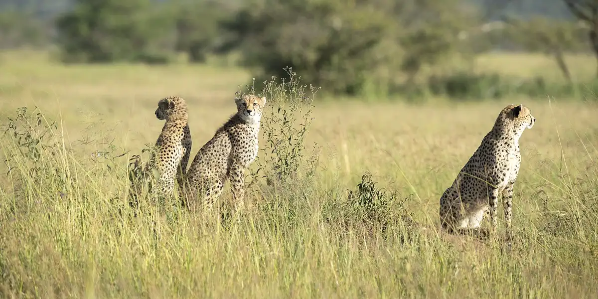When is the Best Time to Visit Tanzania for a Wildlife Safari
