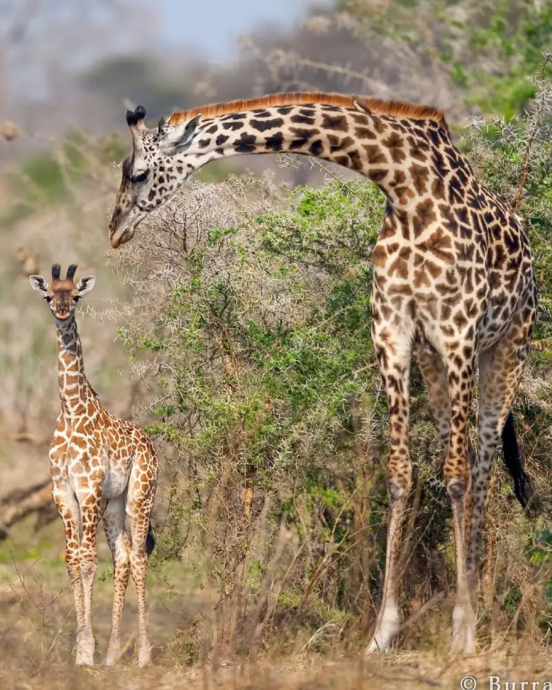 Katavi National Park