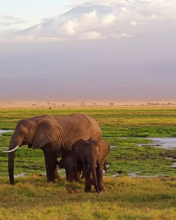 Kilimanjaro National Park