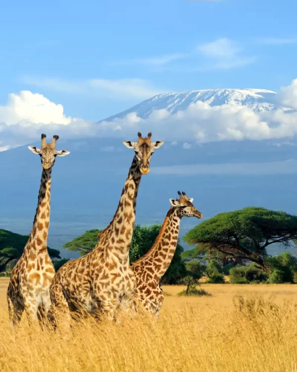 Kilimanjaro National Park