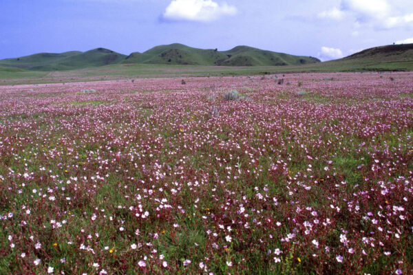 Kitulo National Park