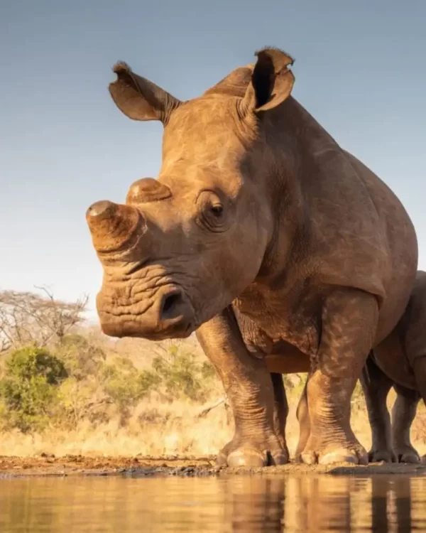 Mkomazi National Park