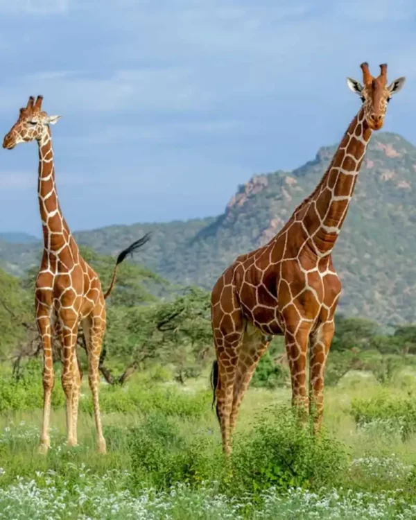 Mkomazi National Park