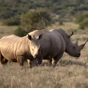 Mkomazi National Park