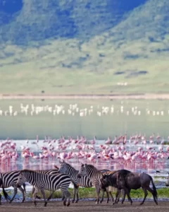 Ngorongoro Crater