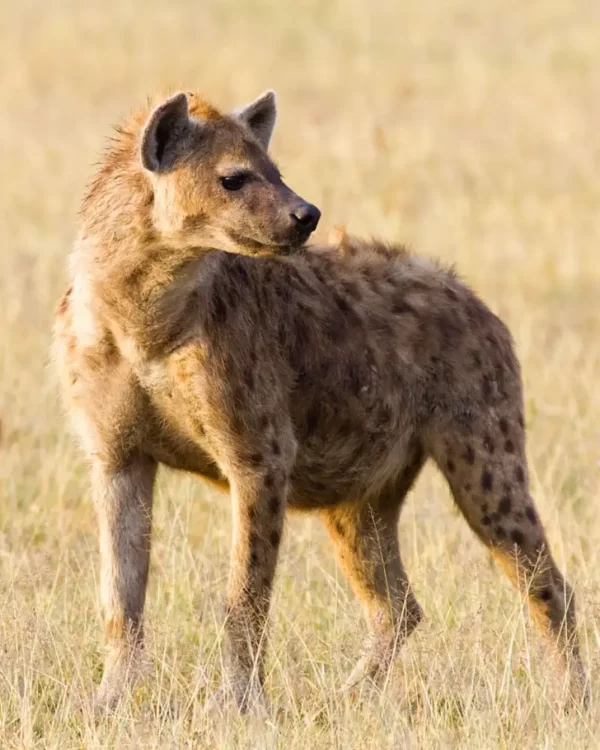 Ngorongoro Crater