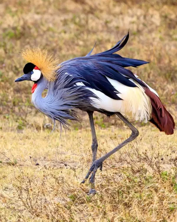 Ngorongoro Crater