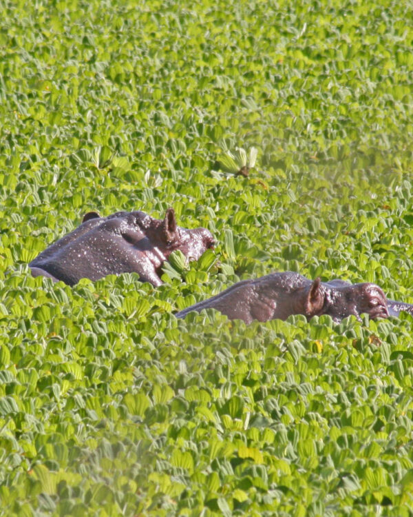 Ruaha National Park