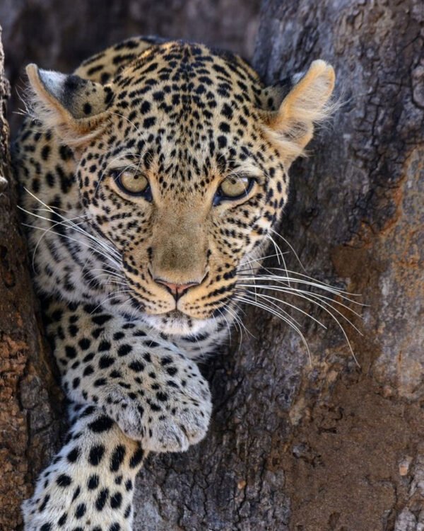 Ruaha National Park