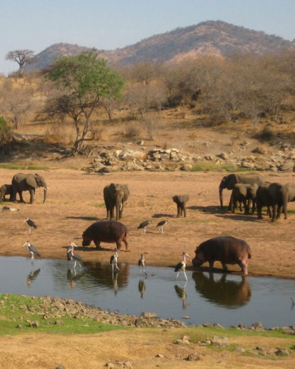 Ruaha National Park