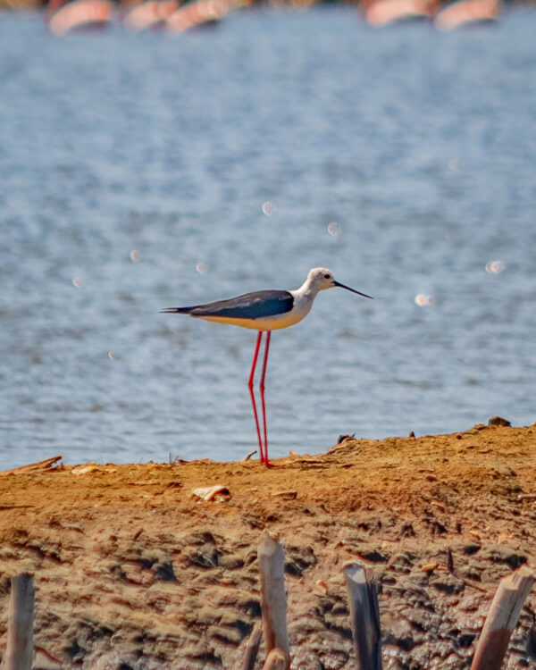 Saadani National Park