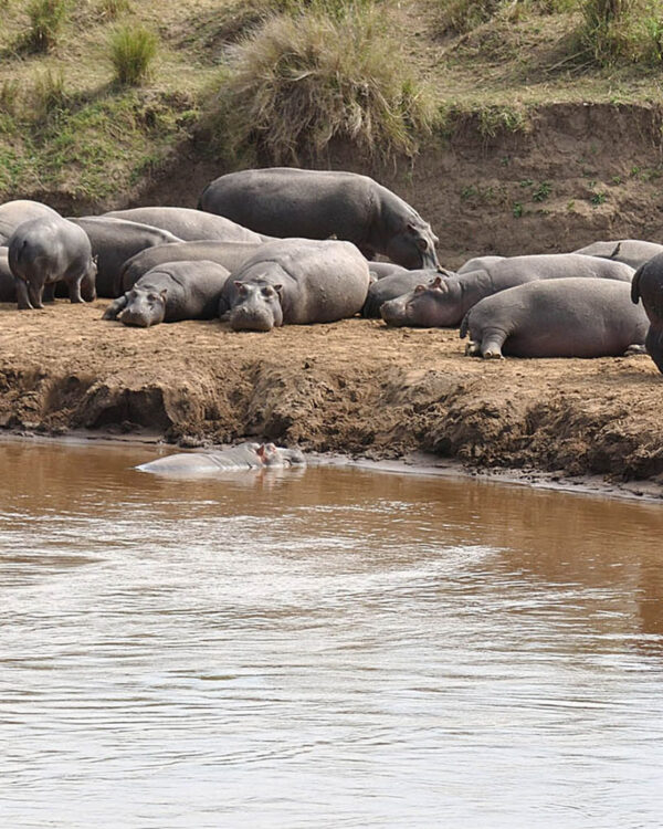 Saadani National Park