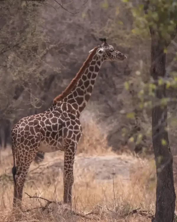Tanzania Safari Cost