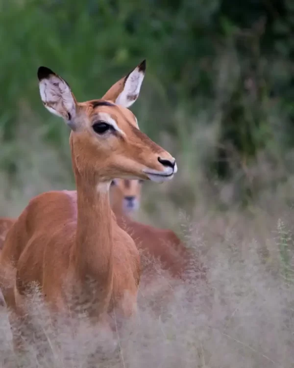 Tanzania Safari Cost