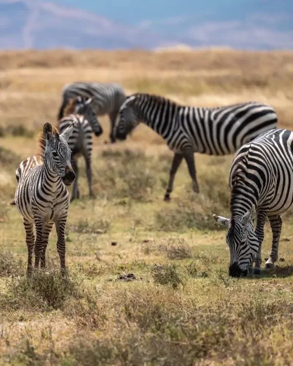 Tanzania Safari Cost