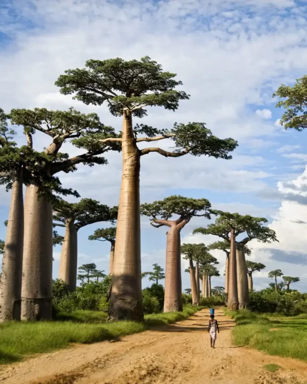 Tarangire National Park