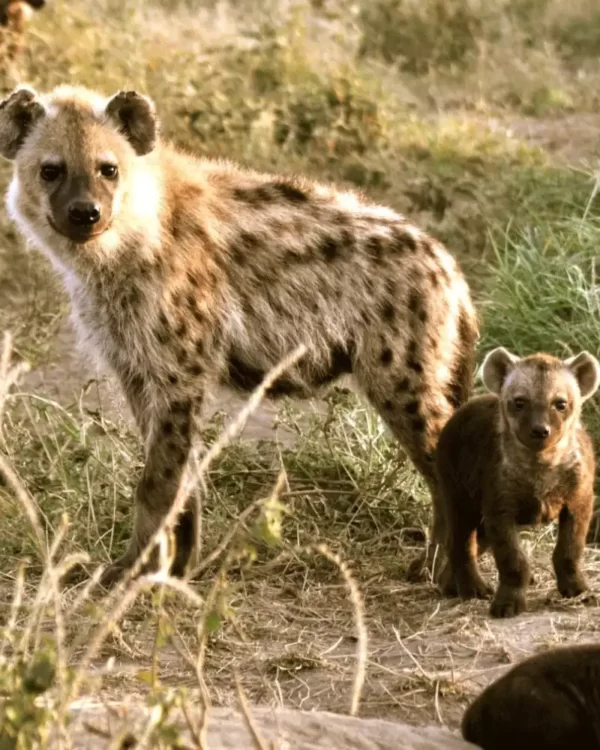 Tarangire National Park