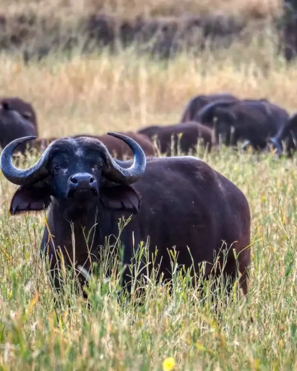 Tarangire National Park