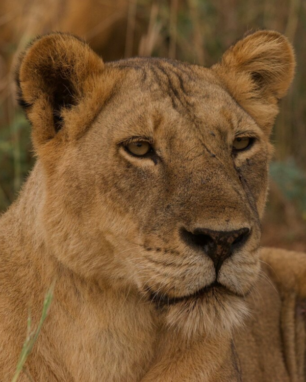 Ugalla River National Park