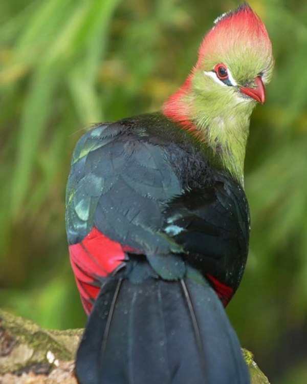 Ugalla River National Park