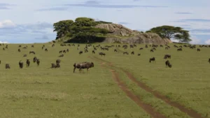 10 days serengeti walking safari