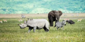8 Days Tanzania Serengeti Migration Luxury Safari