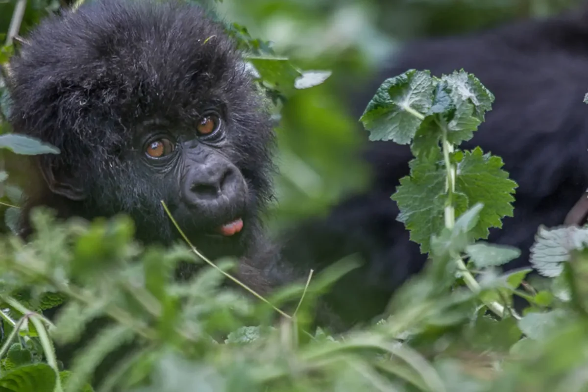 Gorilla Tracking
