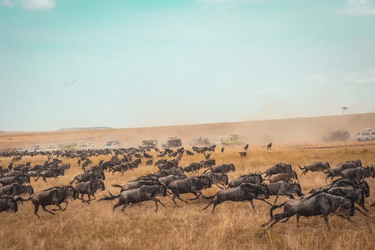 Great Wildebeest Migration