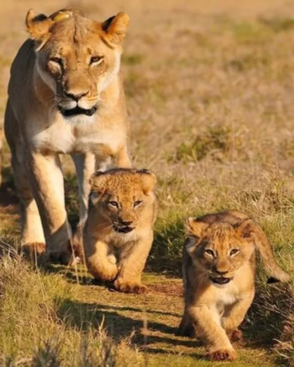 ibanda kyerwa national park