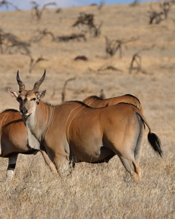 karagwe tanzania