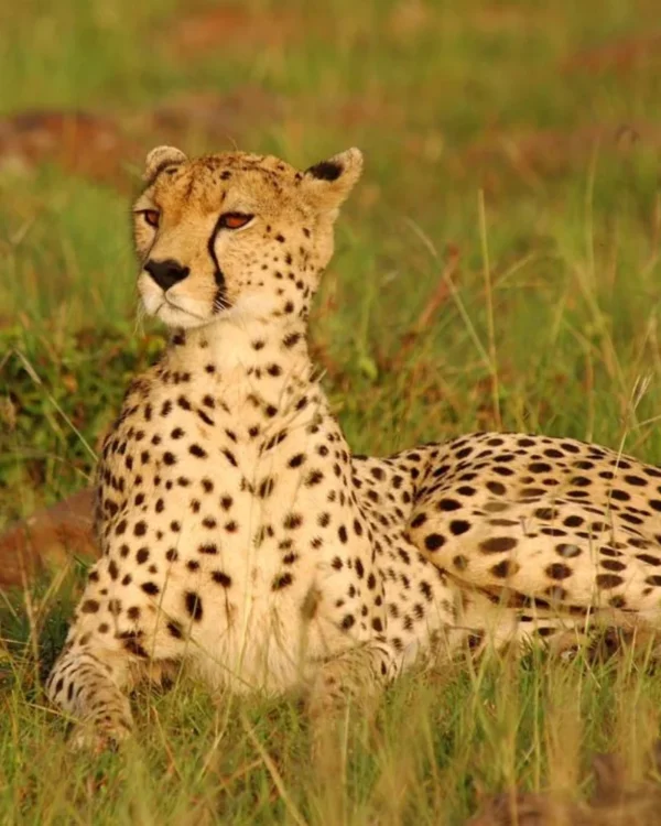 Rumanyika Karagwe National Park