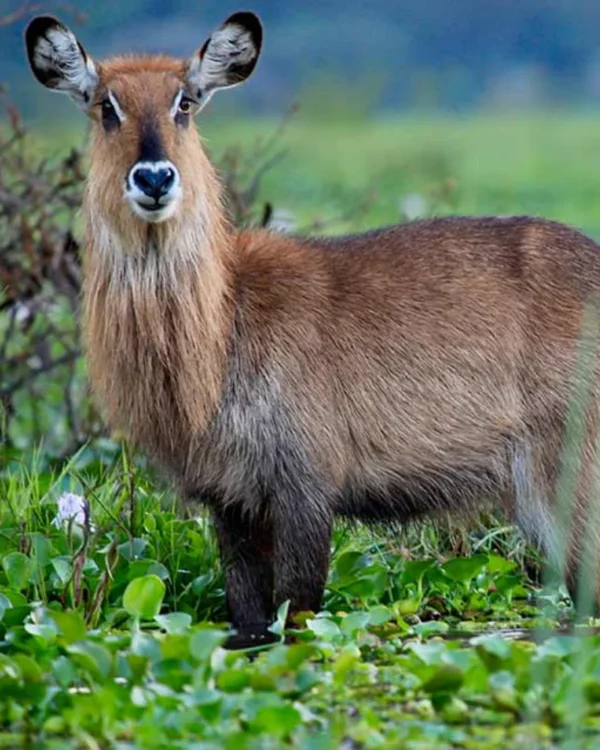 Rumanyika Karagwe National Park