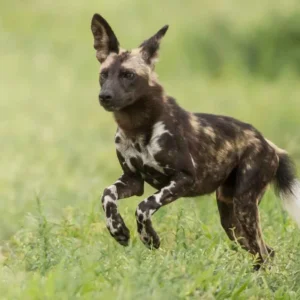 Rumanyika Karagwe National Park