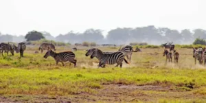 14 Days Sky Kenya And Tanzania Safari