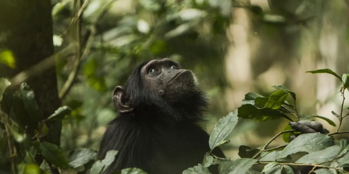 4 Days Rwanda Safari