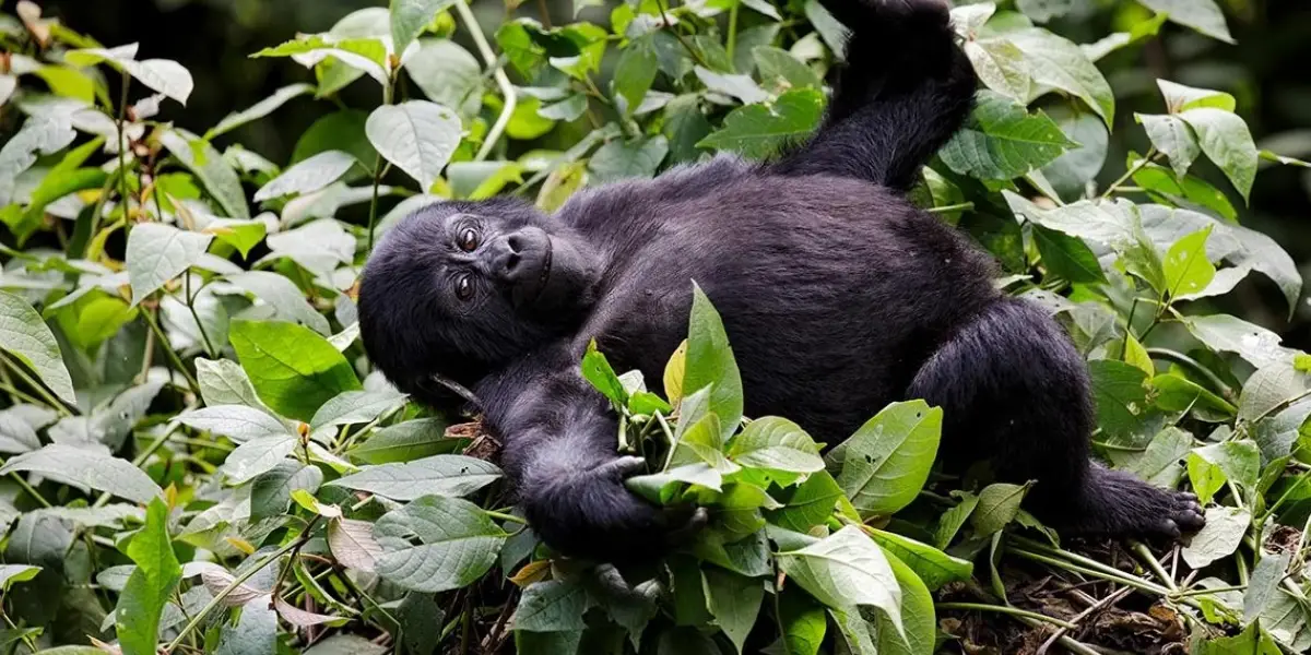 8 Days Rwanda Safari