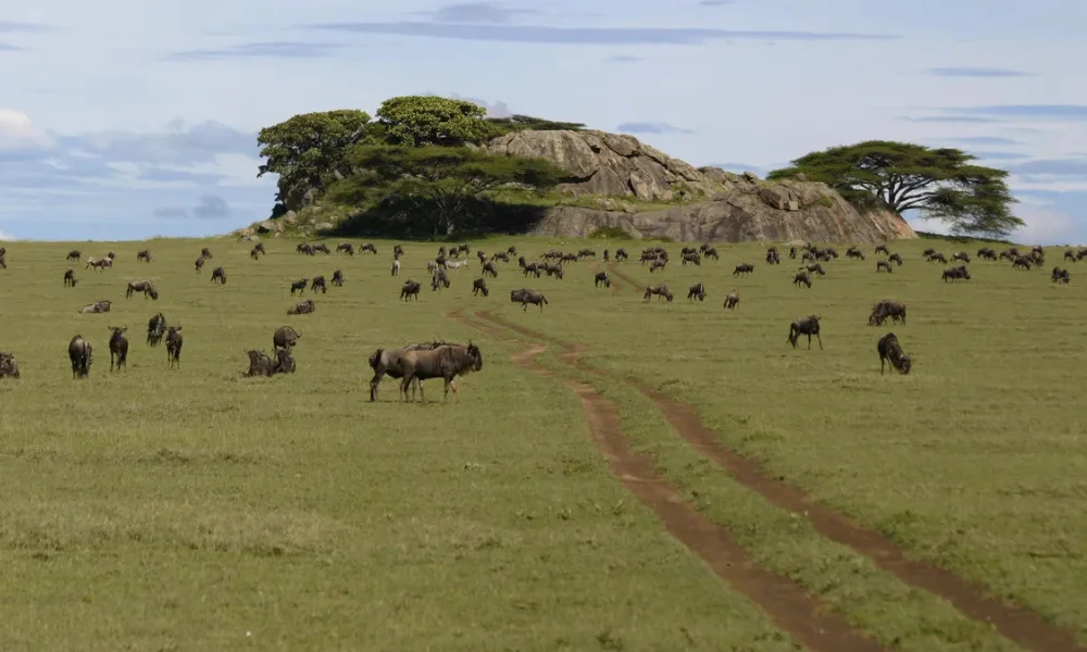 10 Days Serengeti Walking Safari